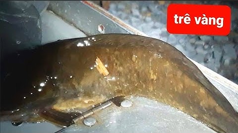 Câu cá trê vàng cùng 2 bạn cần thủ ở chợ cầu# youtube câu cá hóc môn