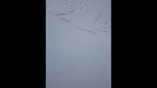 Kid goes sledding down hill and crashes into tree branches