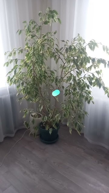 мармеладное дерево 💕 - YouTube