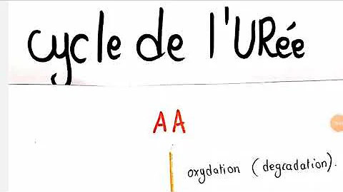 Où se déroule le cycle de la synthèse de l'urée ?