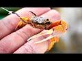 Fishing Live Fiddler Crabs For Bridge Piling Sheepshead