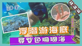 台灣第一等【澎湖南方四島 探索浮潛薰衣草森林 \/ 東北角珊瑚媽媽 租下九孔池種珊瑚 】_精選特輯