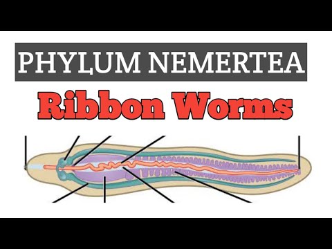 Phylum Nemertea (Rhynchocoela) || The ribbon worms