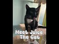 Meet Juice the Cat!!