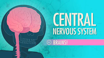 Central Nervous System: Crash Course Anatomy & Physiology #11