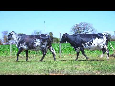 LOTE 42 Sininho 4618-BR Belamina 6419-BJ