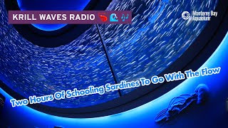 2 Hours Of Schooling Fish To Relax/Study To | Lofi Hip Hop | Monterey Bay Aquarium Krill Waves Radio