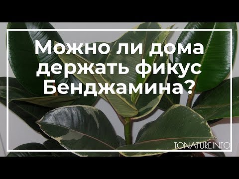 Можно ли дома держать фикус Бенджамина? | toNature.Info