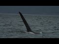 Orca JPod Blackberry Slow Motion Chasing A Salmon Off Of San Juan Island