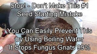 How to Prevent this #1 Seed Starting Mistake - Boiling Water & Fungus Gnats: Two Minute TRG Tips