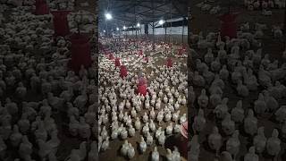 #broiler poultry business start