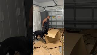 No box is safe in this house 📦💀 #bigassdave #canecorso #italianmastiff