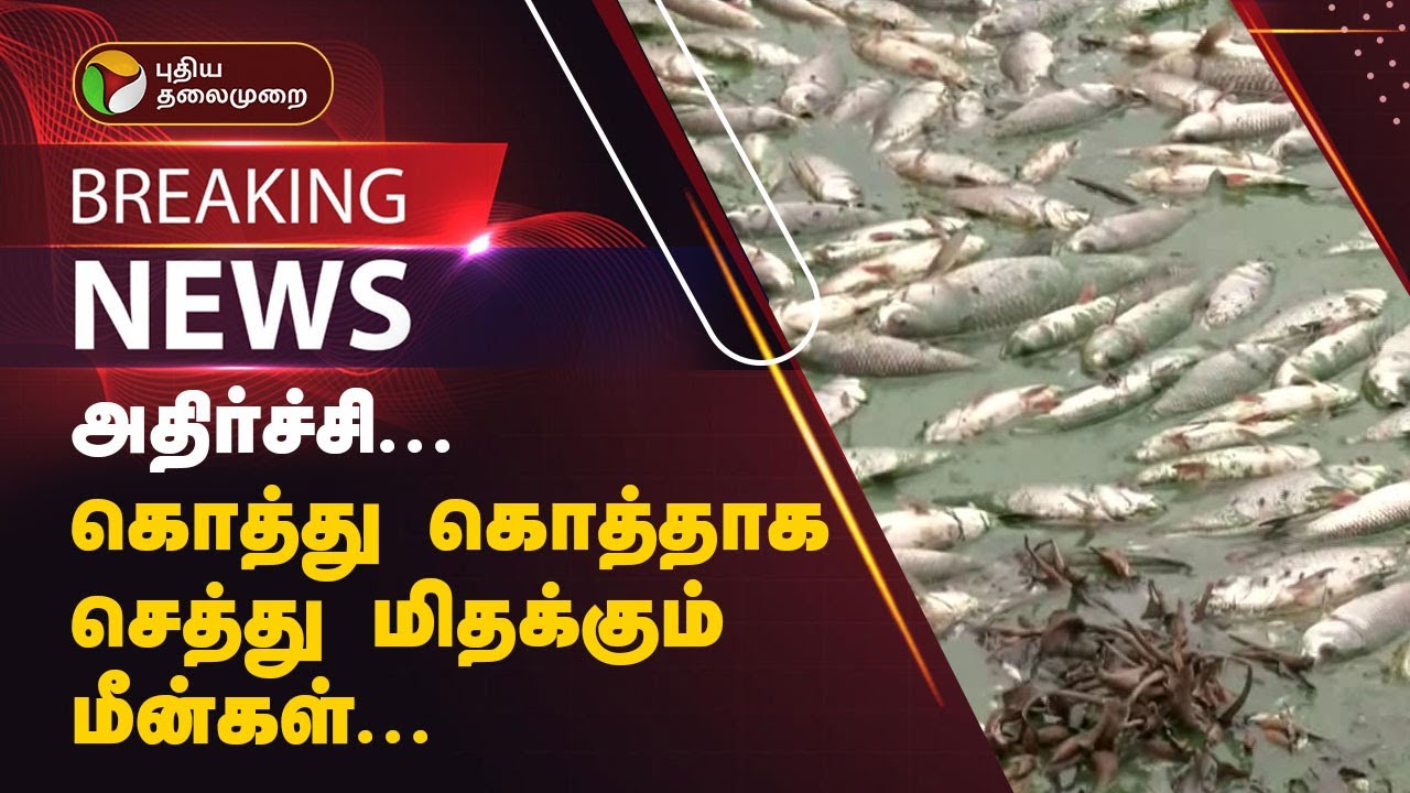 #JUSTIN | அதிர்ச்சி! கொத்து கொத்தாக செத்து மிதக்கும் மீன்கள் | Krishnagiri Dam | PTT