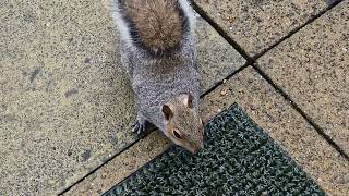 Billy the squirrel is back