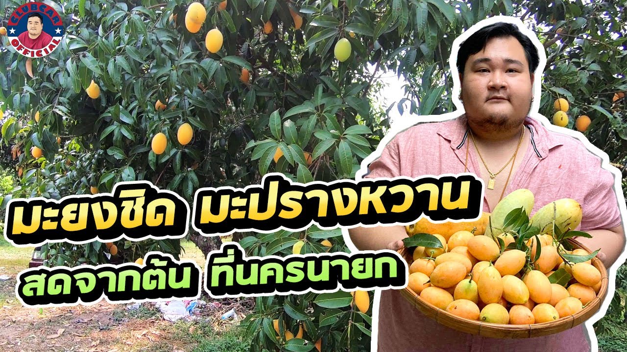 มะยงชิดมะปรางหวาน ลูกใหญ่กว่าไข่เป็ด ของดีนครนายก