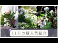 【秋のガーデニング】11月の購入苗紹介と寄せ植え〜秋の萌木の村〜