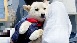 Rescue Dog's First Visit to the Vet! | Jindo dog vlog