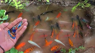 Find colorful ornamental fish, koi fish, goldfish, catfish, snakehead fish, betta fish, lobster