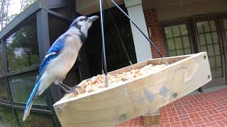 Blue Jay and its Squeaky Call by Matthew De Seguirant  79 views 6 months ago 35 seconds