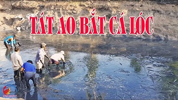 Tát ao bắt cá lóc miền tây đem bao mà đựng | Snakehead Farming, HQV