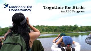 Together for Birds | American Bird Conservancy
At ABC, we work Together for Birds. We envision a future in which an abundant dawn chorus renews us. Where the iridescence of a hummingbird’s wing stops us in our tracks, filling us with wonder. Where clean water and air and soil are the norm and not the exception. Where restoration is more common than degradation. Where we are comforted in times of grief by tending our connections to nature and our connections to each other. Where we celebrate biological and cultural diversity, grounded in the understanding that we need each other to survive.
Together for Birds involves three interconnected areas of work: Belonging and Balance, Ethical Conservation, and Birds for All. We seek to create a culture at ABC where our staff can thrive, to nurture the strong partnerships that are at the heart of successful and meaningful conservation, and to encourage curiosity and engagement with birds, habitat conservation, and conservationists.
Learn more at: https://abcbirds.org/together-for-birds/ Together for Birds | American Bird Conservancy
