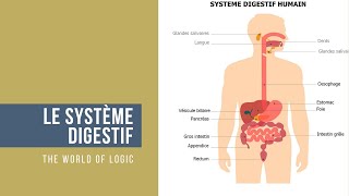 Le système digestif - The world of logic #3