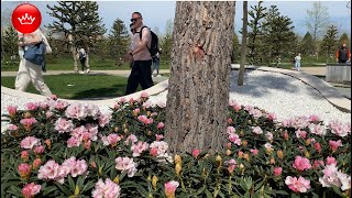 +18 🎈6 апреля парк Галицкого цветущий весенний парк.