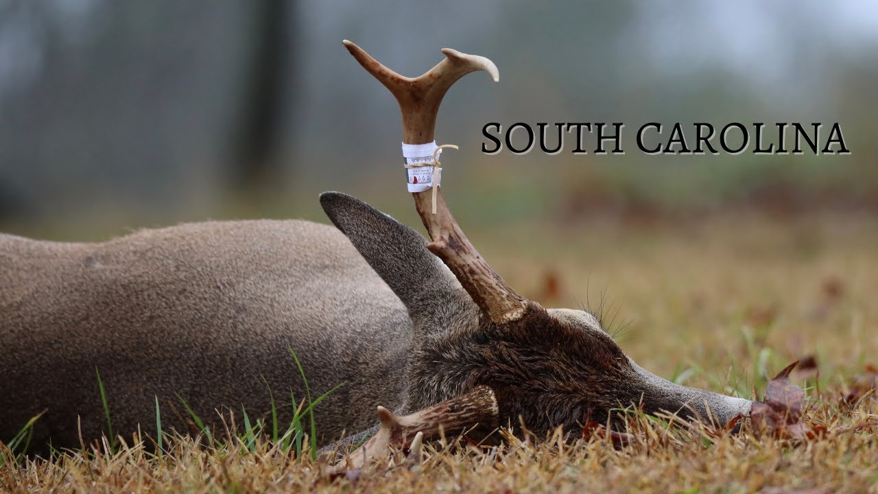 DEER HUNTING SOUTH CAROLINA "SIX SITS" YouTube