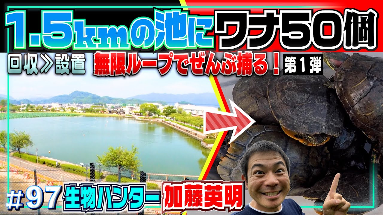 【無限ループ罠】周囲1.5km池にワナ５０個・設置&回収を繰り返す！外来種ぜんぶ捕獲を目指す真夏の大作戦！第１弾≫生物ハンター加藤英明・Japan wild hunter