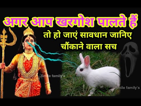 Vastu Shastra अगर आप भी पालते हैं खरगोश तो ये खबर जानकर पैरों तले से जमीन खिसक जाएगी rabbit benefits