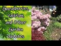 Gooseberries, Valerian, and Other Garden Updates