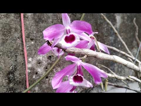 Hoàng thảo kèn ( rừng Lào ) - Dendrobium Lituiflorum part 1 2/2020 | Foci