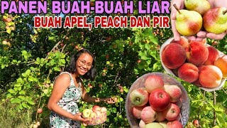 PANEN BUAH-BUAH LIAR DI PINGGIR REL KERETA API, SENSASINYA BEDA 🤩