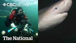 He turned around and a shark was there | The Moment