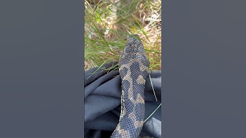 Big healthy Coastal Carpet Python close up #snake #australia #wildlife #snakevideo #python #qld