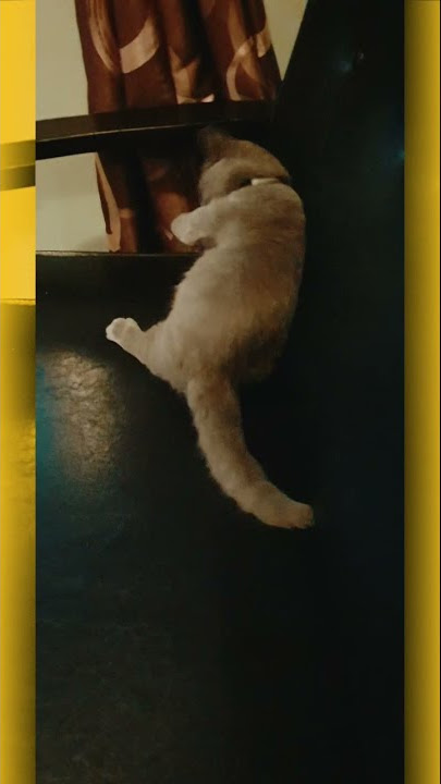 KUCING BSH MUNCHKIN YANG AKTIF & LASAK