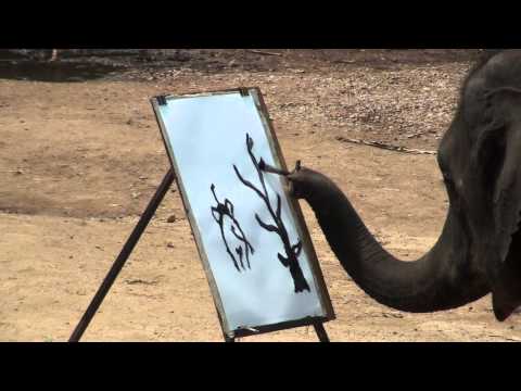 Video: Hvor Mye Veier En Elefant