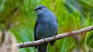 Slate Colored Solitaire Beautiful Natural Bird Song in the Forest