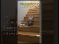 猫の癒やし動画　可愛すぎる〜！