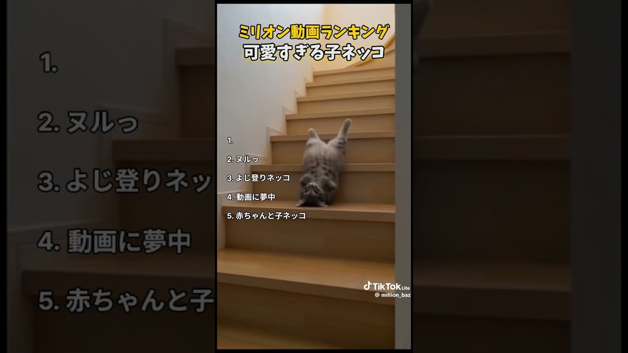 猫の癒やし動画　可愛すぎる〜！