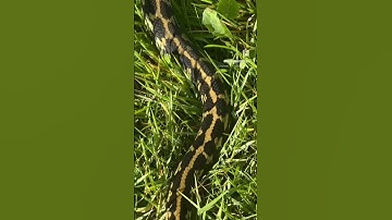 Palmerston Locality Jungle Carpet Python 🐍