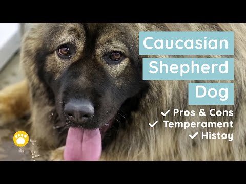 Caucasian Shepherd Dog History, Appearance, Temperament And More - Weary  Panda
