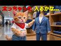 【感動】トラにゃん、憧れのスーツが入らない…1か月のダイエットで夢を叶えた奇跡の物語🥹👔⛰️✨