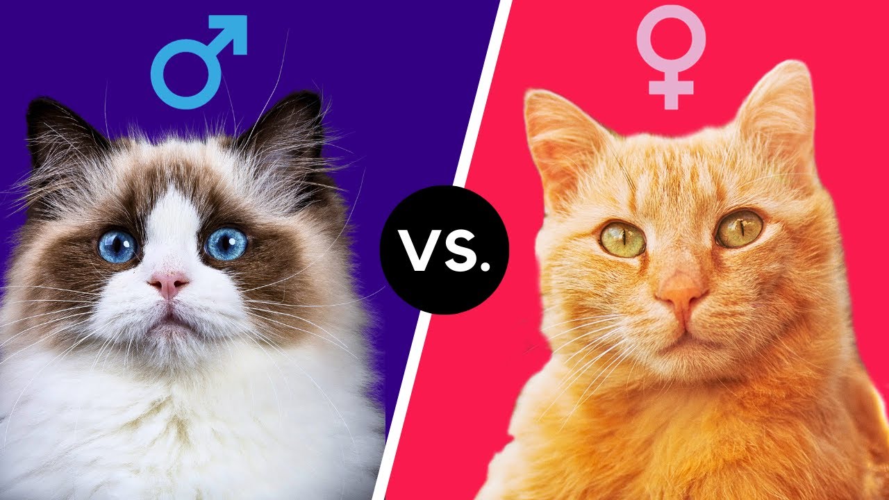 Male Vs Female Cats The Differences Youtube 