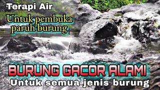 All types of birds open their beaks quickly. Water therapy for birds singing diligently, Sounds