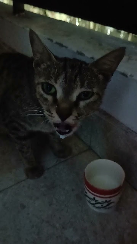 bhukhi-thi-bahut-pyari-si-cat-trending-youtube-shorts-viral-youtube