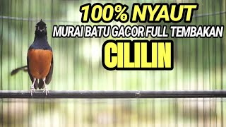 MURAI BATU GACOR FULL ISIAN CILILIN SIAP BUAT LOMBA