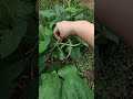 How to pick long beans#shorts