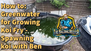How to: Green water for Growing Koi Fry  - Spawning koi with Ben