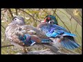 Itik Serati Hutan / Winged Wood Duck